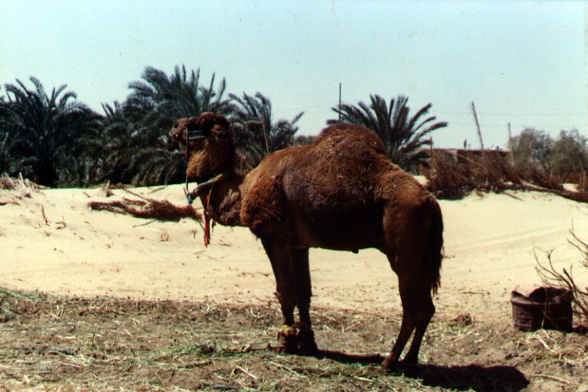 26kamel.jpg