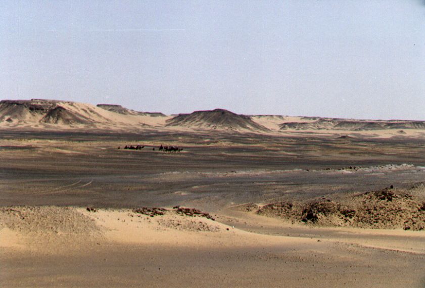 33camels.jpg