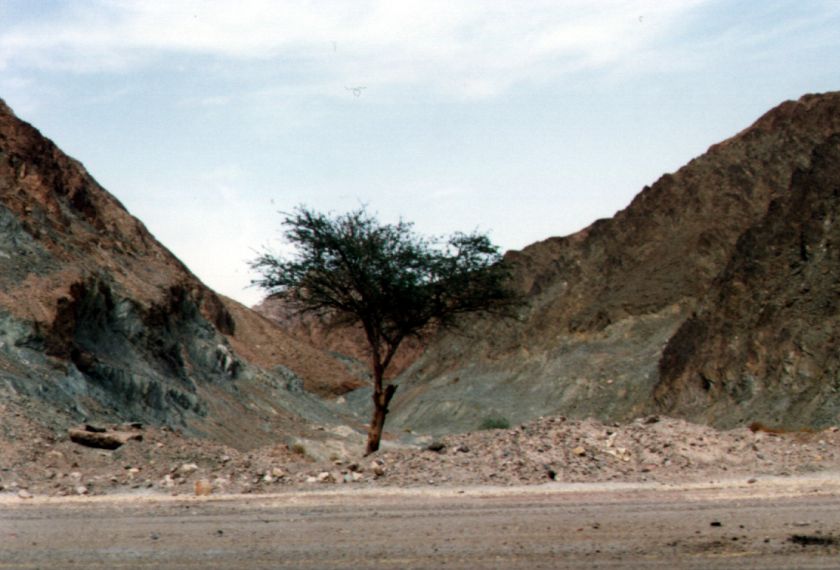 33Sinai2.jpg
